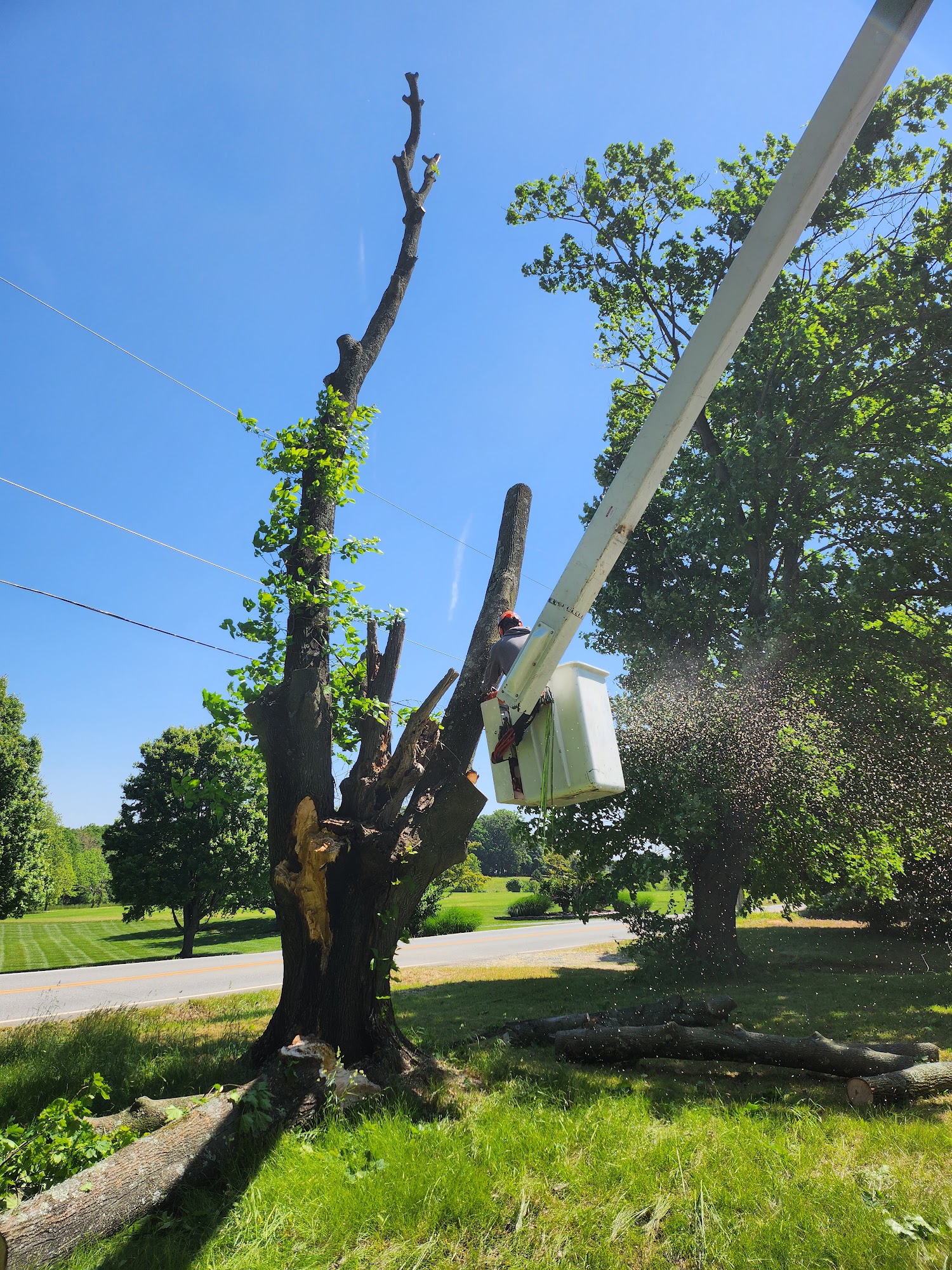 Tom’s Tree Service 277 Jackson Station Rd, Perryville Maryland 21903