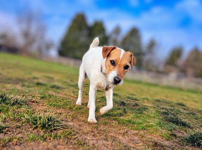 We've Gone To the Dogs LLC Westminster