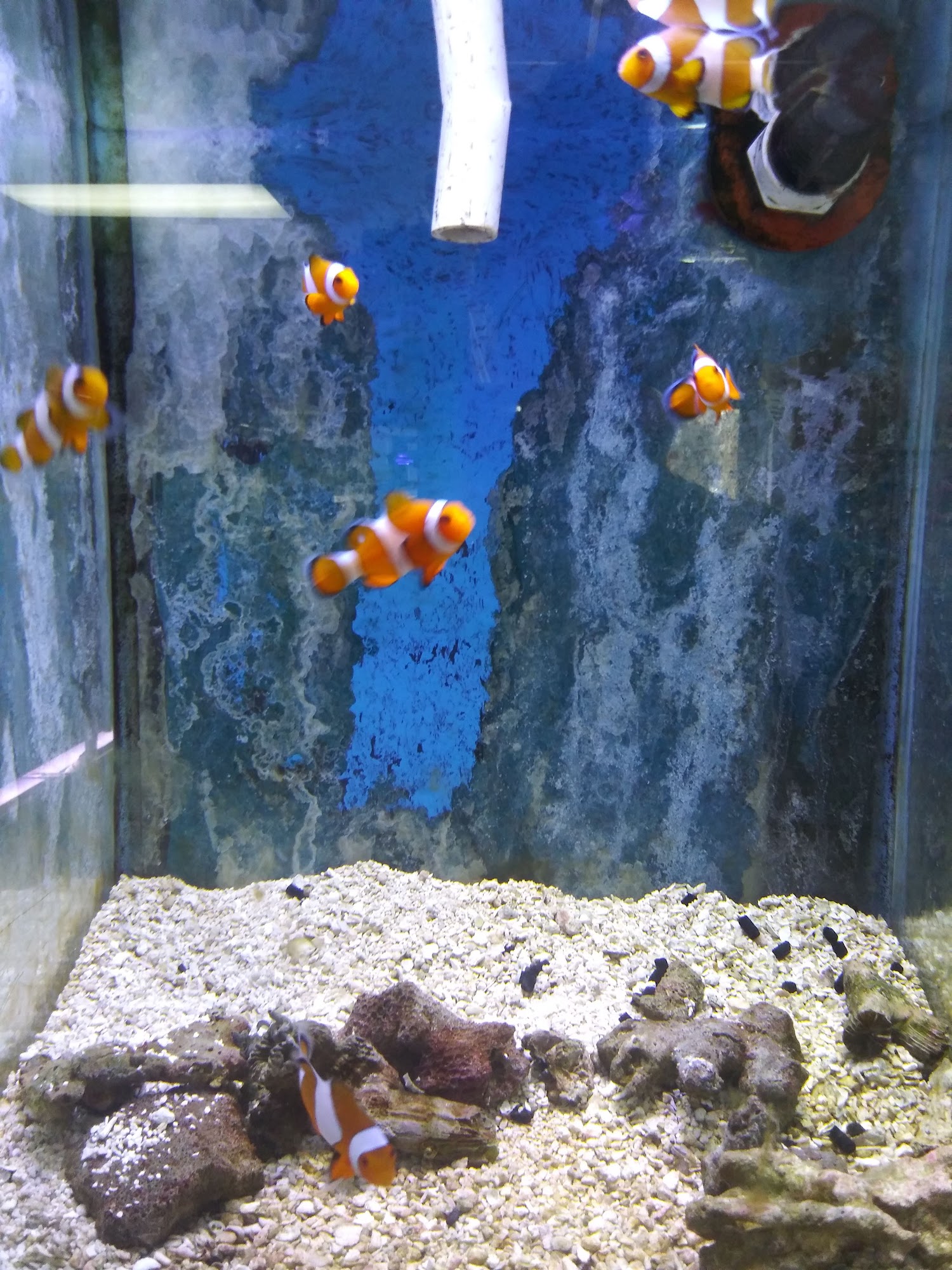 Somethin's Fishy Pet Shop Inc Clio