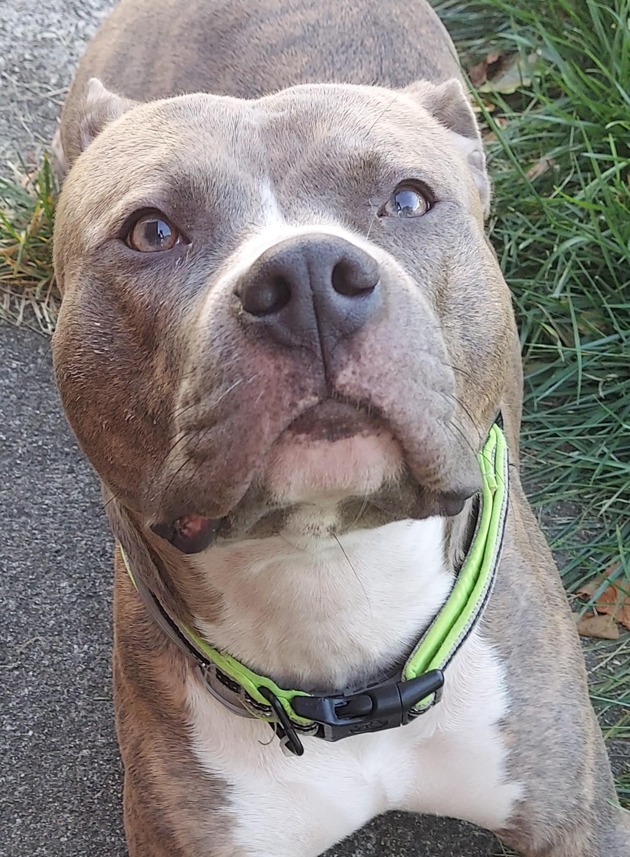 Detroit K9 Pet Supply Livernois Detroit