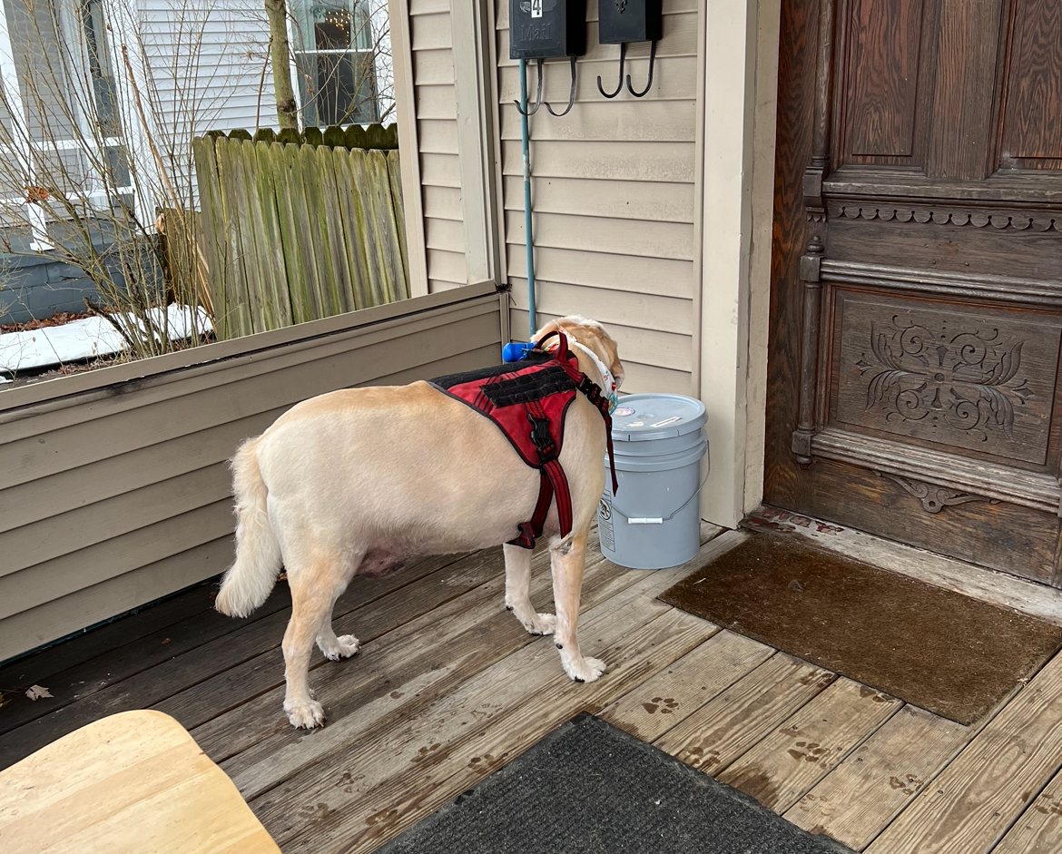 Cats Vs. Dogs Pet Grooming Salon and Boutique Grand Rapids