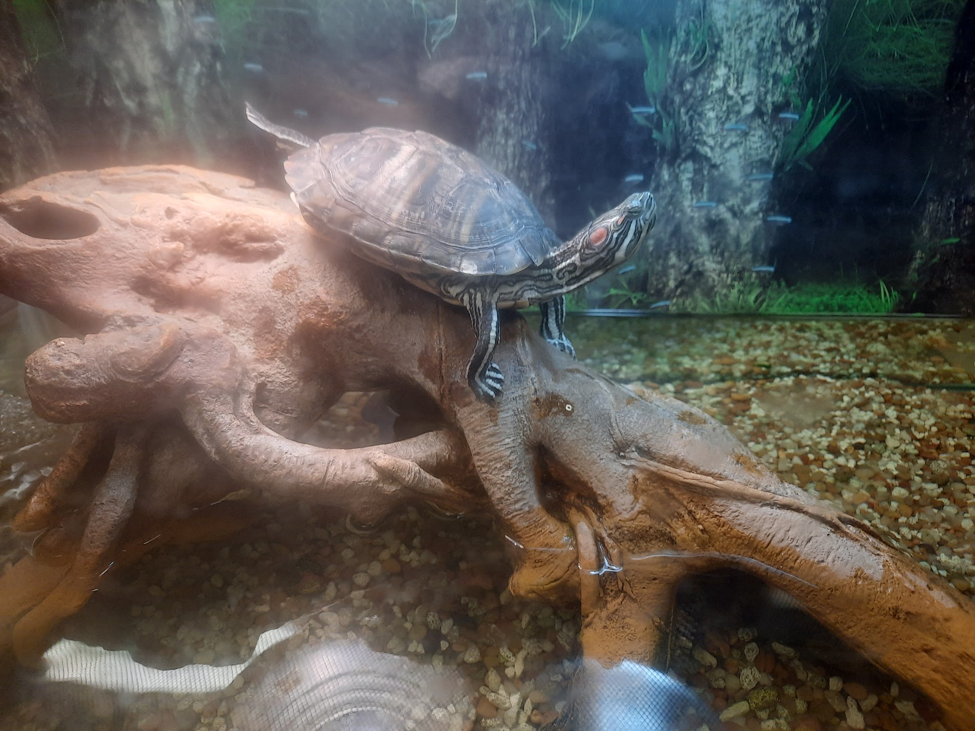 Natures Call Pet Shop Llc Hillsdale