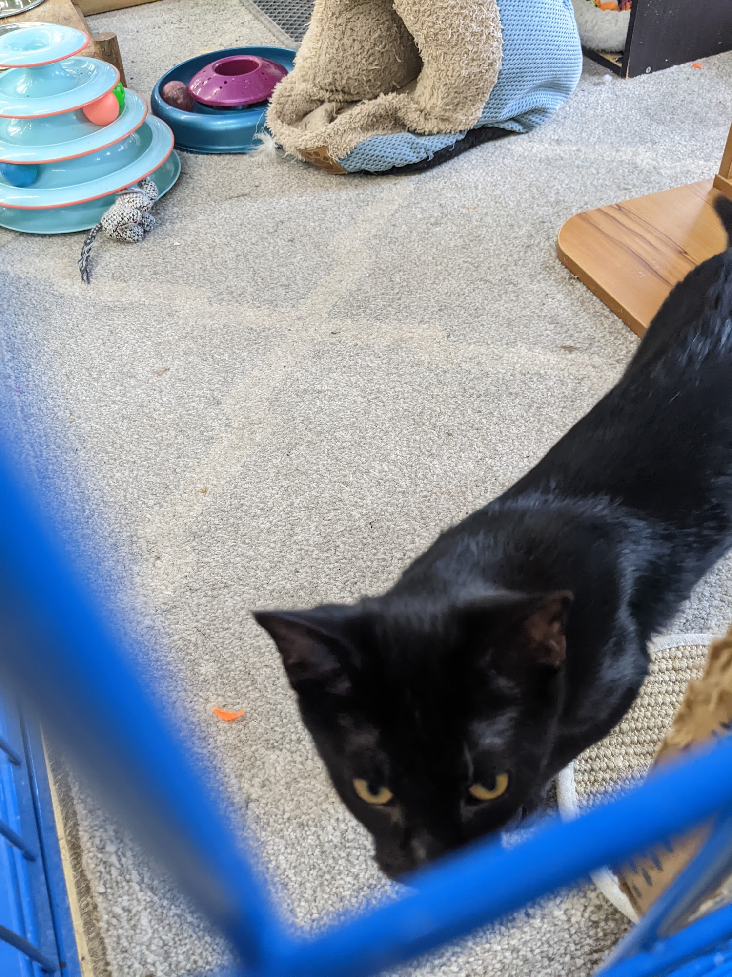 Chow Hound Pet Supplies Holland