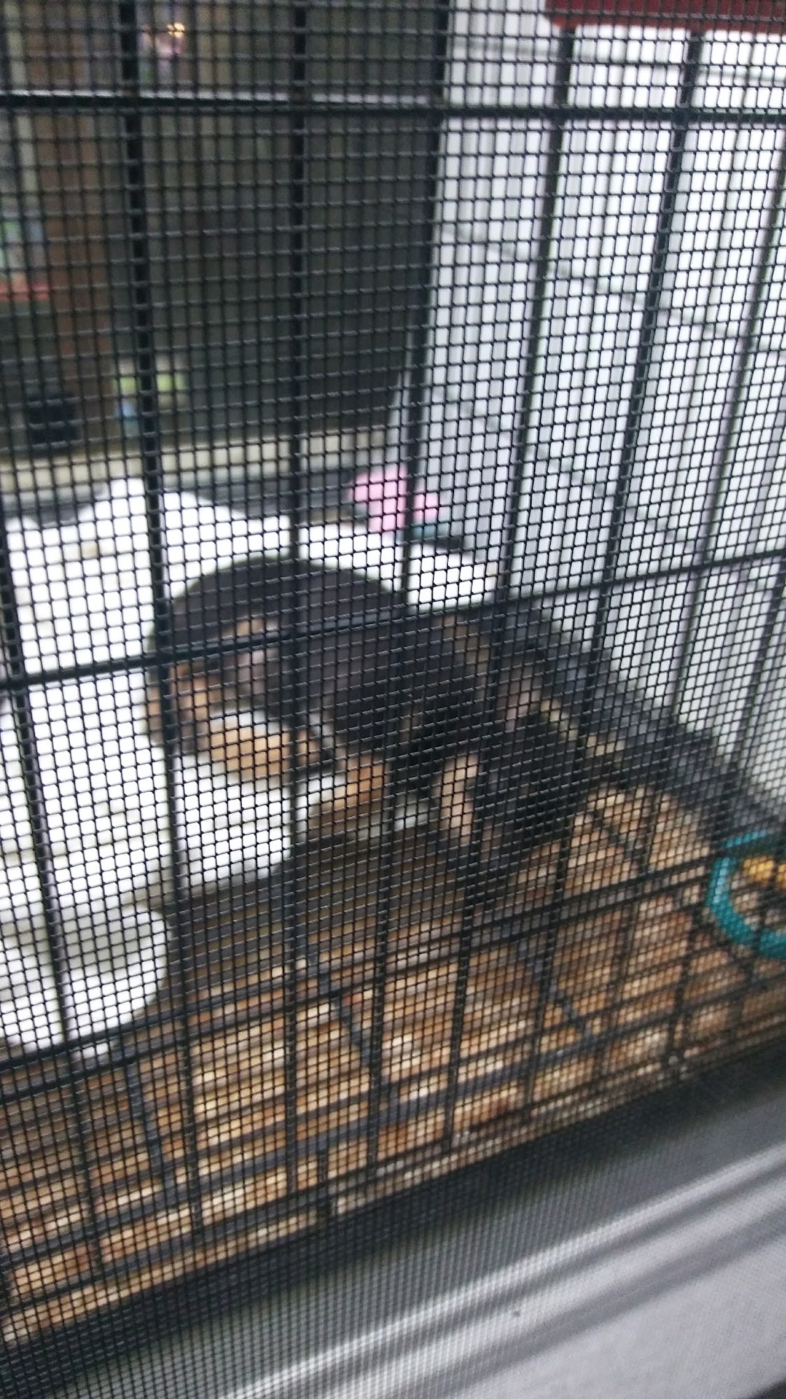 Pet Station Jackson Jackson