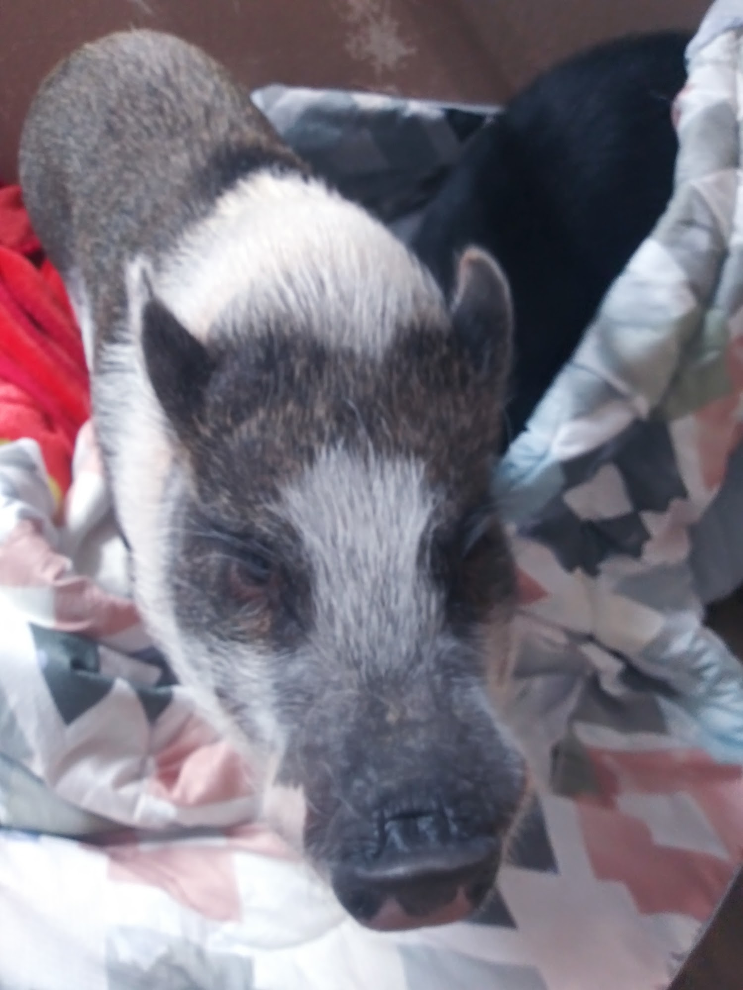 Camp Ravenwood Kennels Kalamazoo