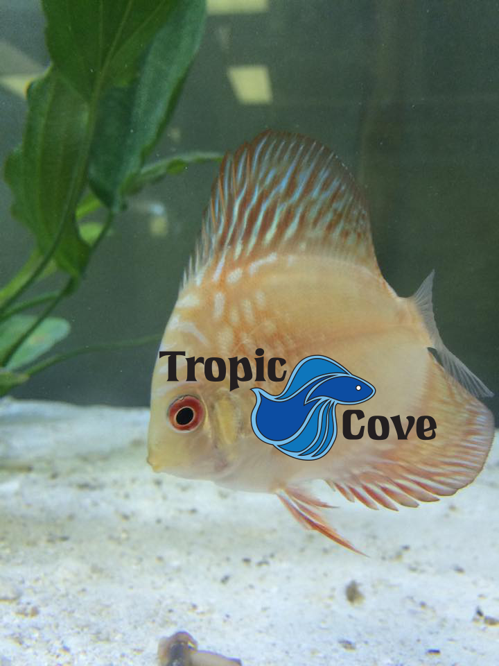 Tropic Cove Pet Store Petoskey