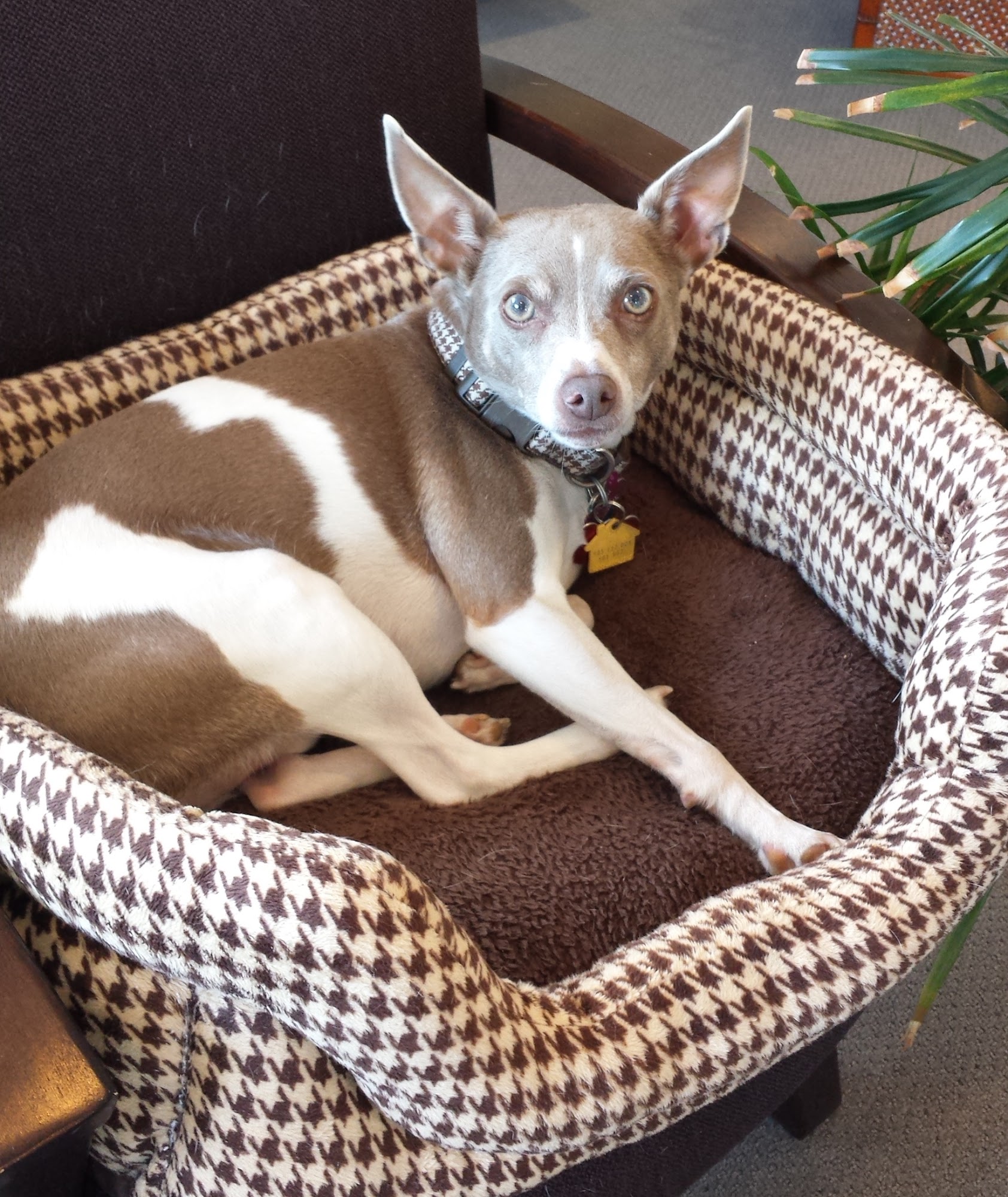 Trusted Journey Pet Memorial Services Traverse City