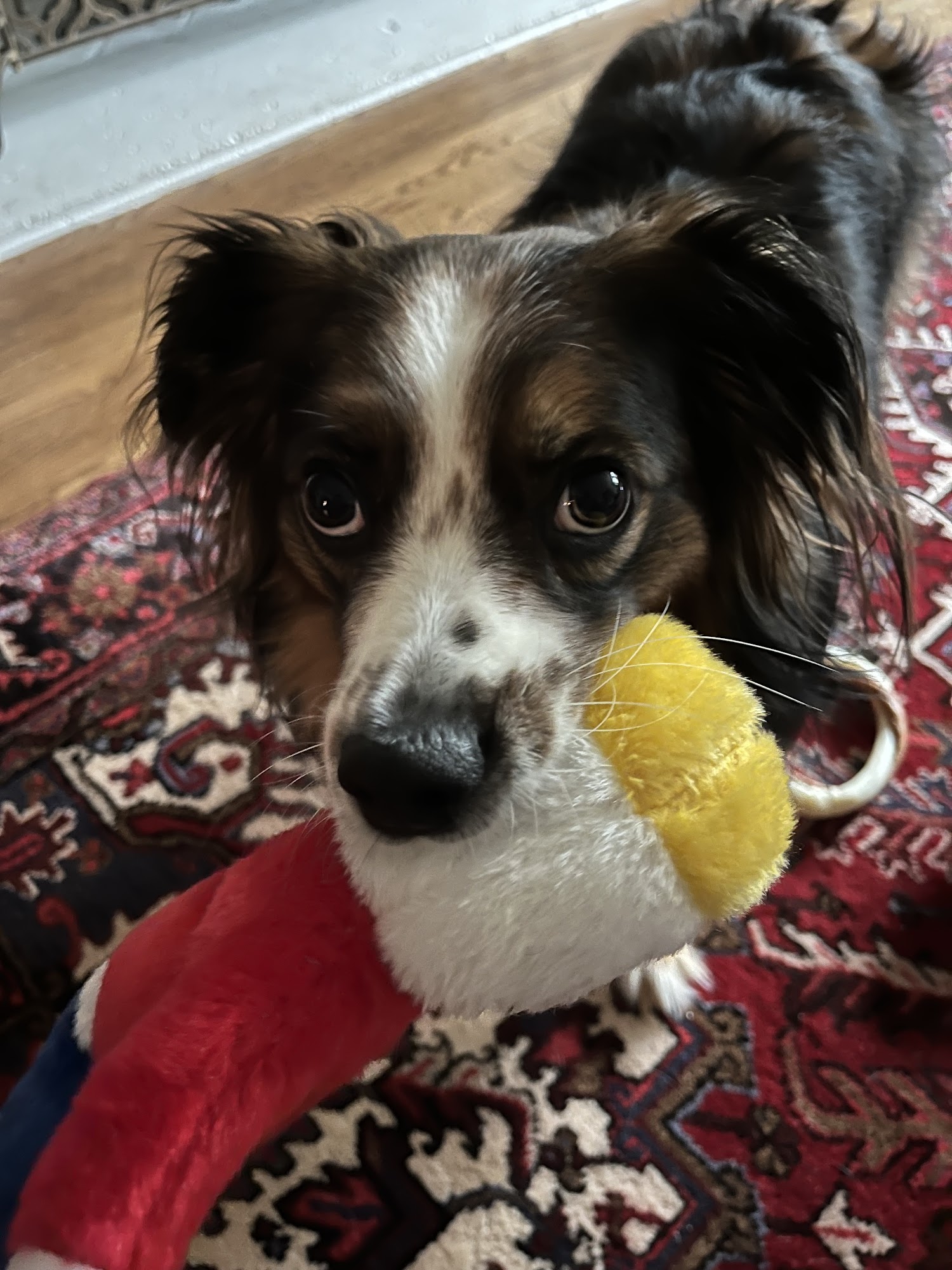 SunDog Boarding Kennel Traverse City