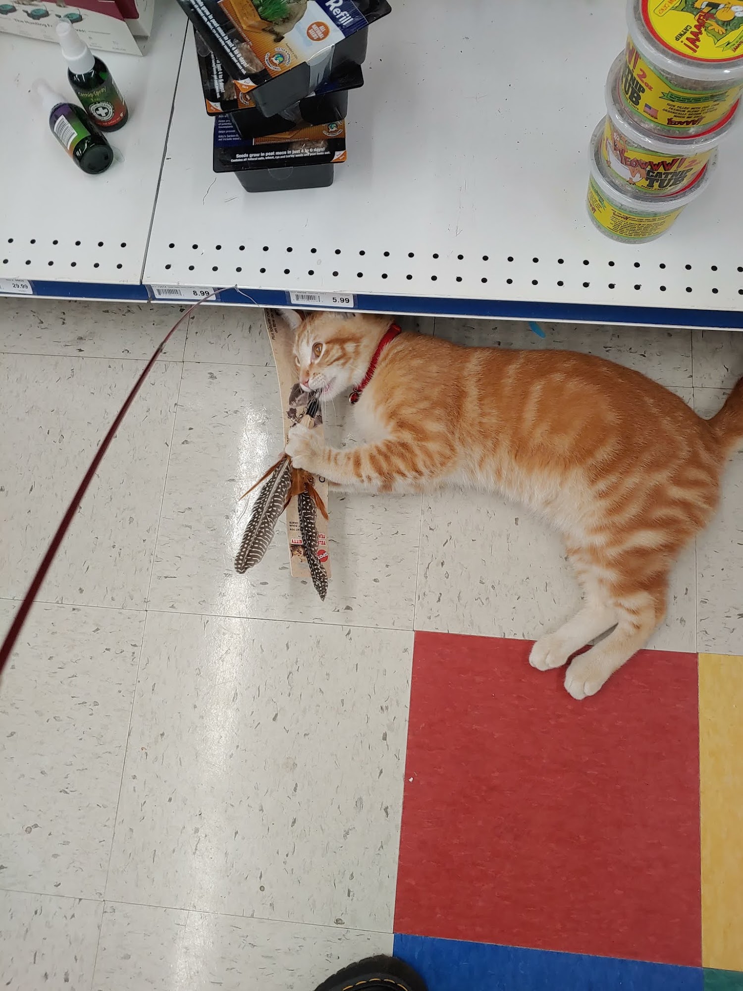 Chow Hound Pet Supplies Walker