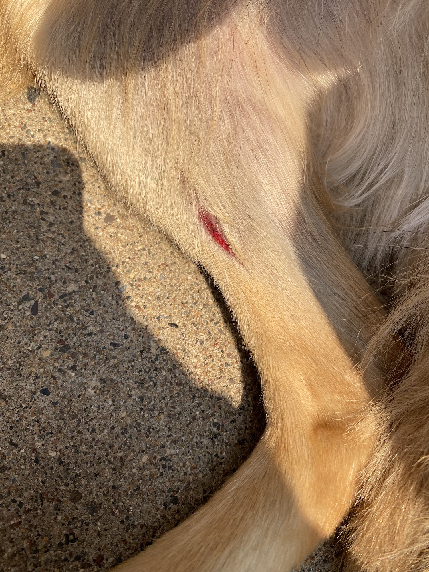 The Dirty Dog Spa Apple Valley