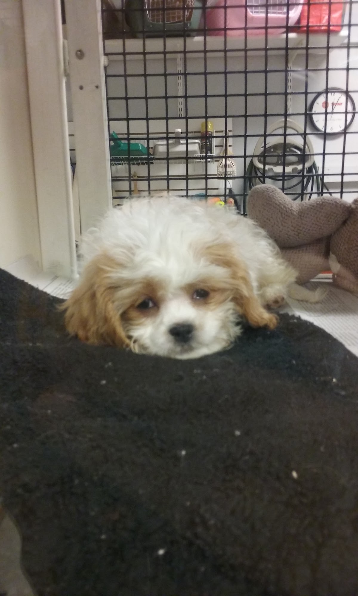 Faribault Animal Center Faribault