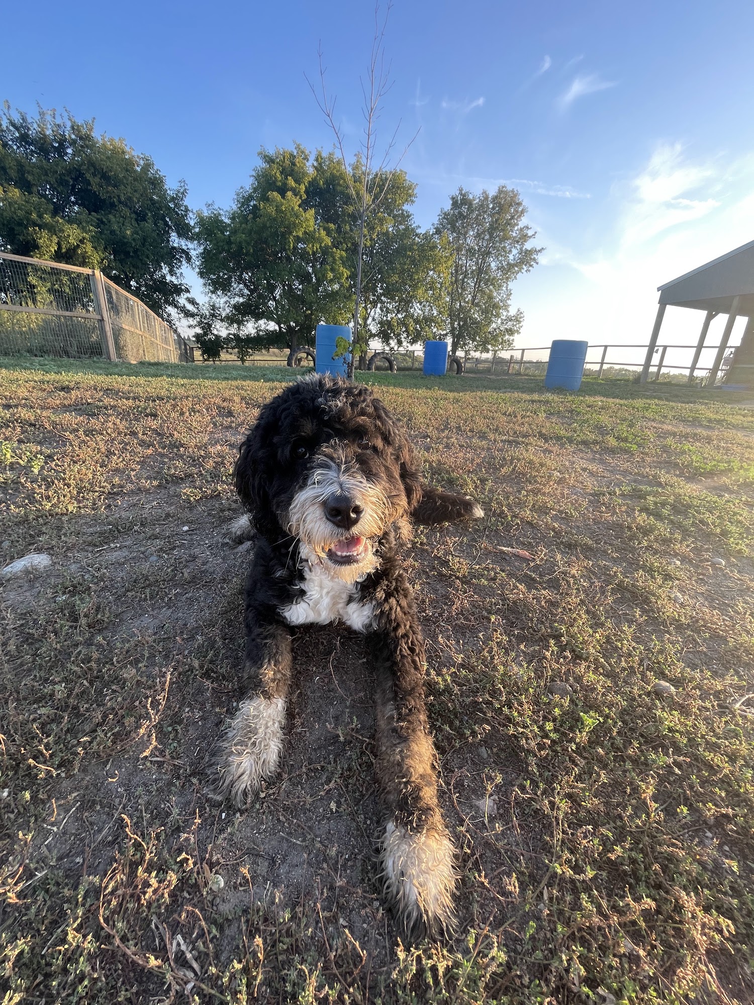 Canine Acres Fergus Falls
