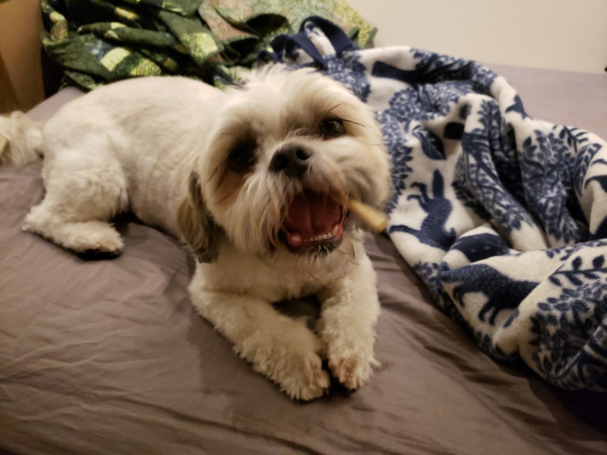 Dreadlocks for Dingoes Your Local Lov'n Pet Place Daycare , Grooming, Training, Supplies Saint Paul