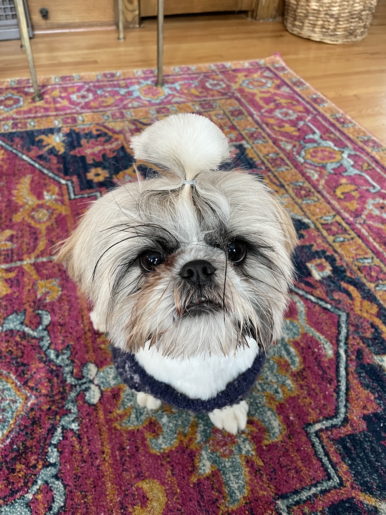 Grand Paws Saint Paul