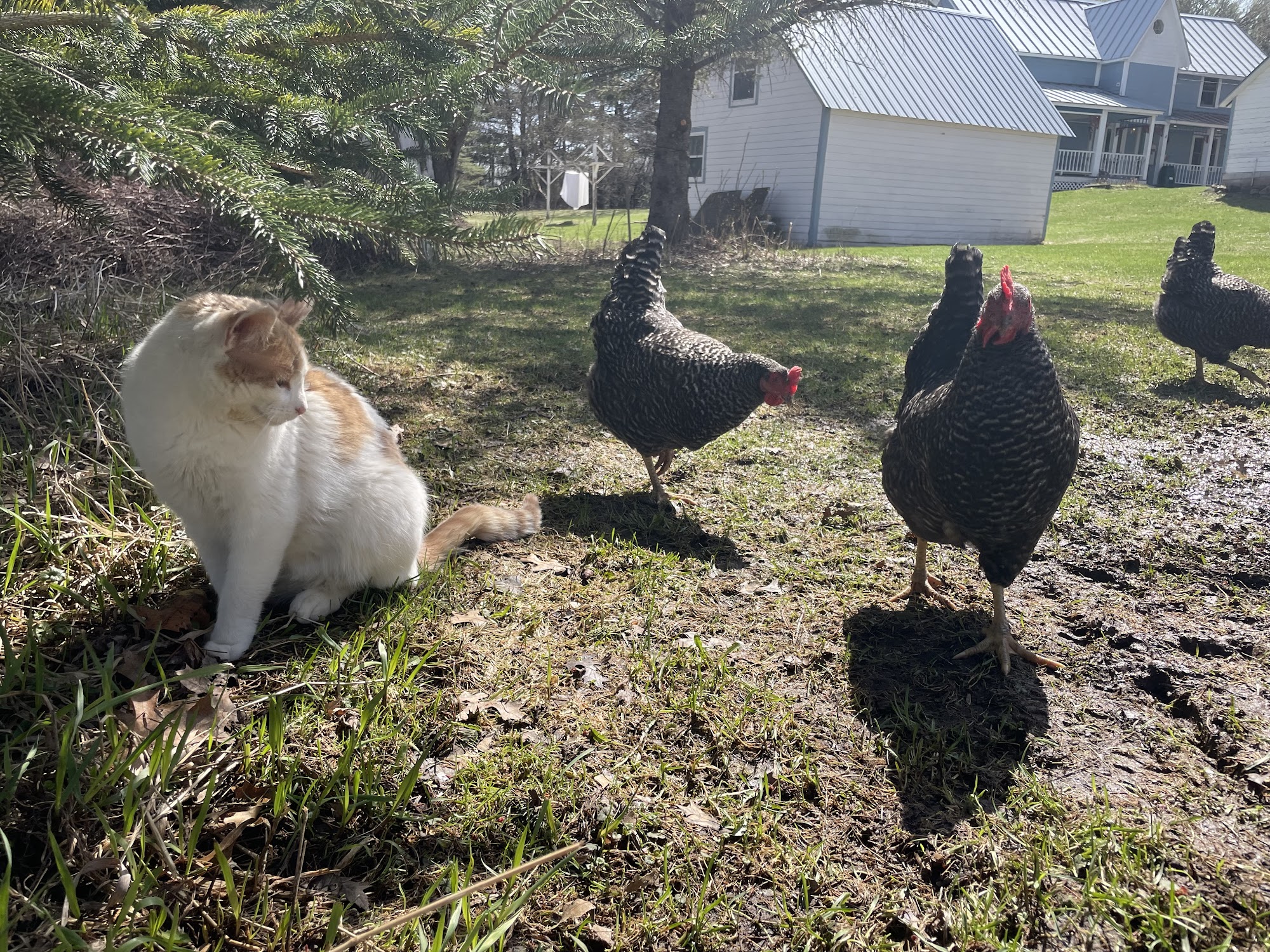 Spikes & Houles Feed, Seed & Pet Supply Stillwater