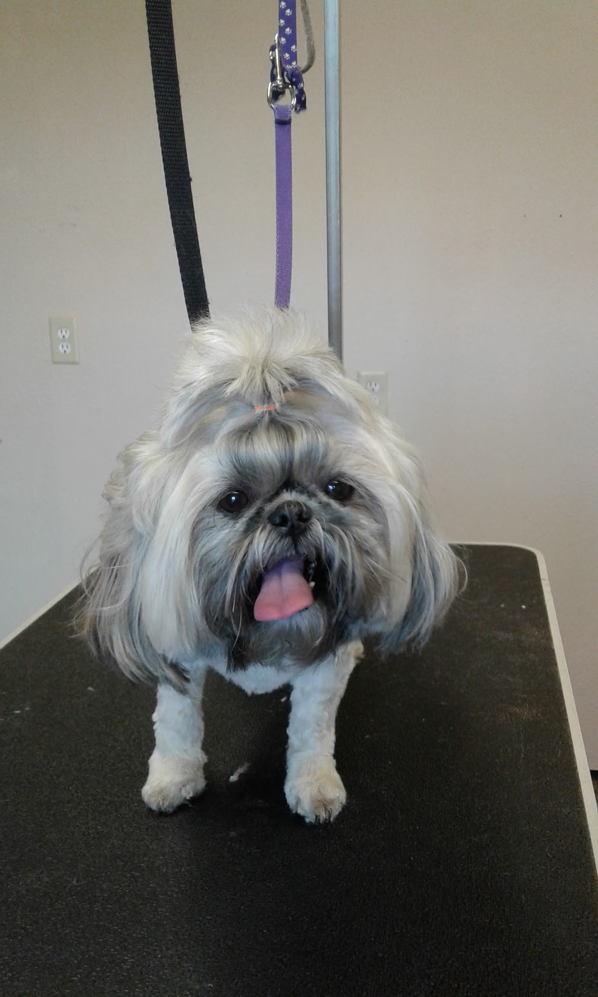 Groomingdales Pet Salon Virginia