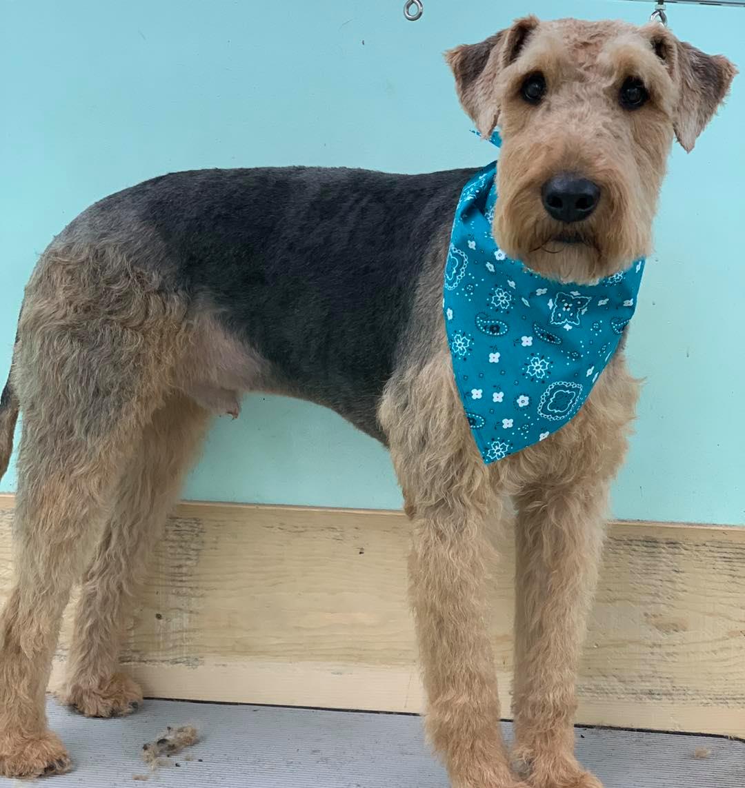 Pawsitively Pampered Pets Bowling Green