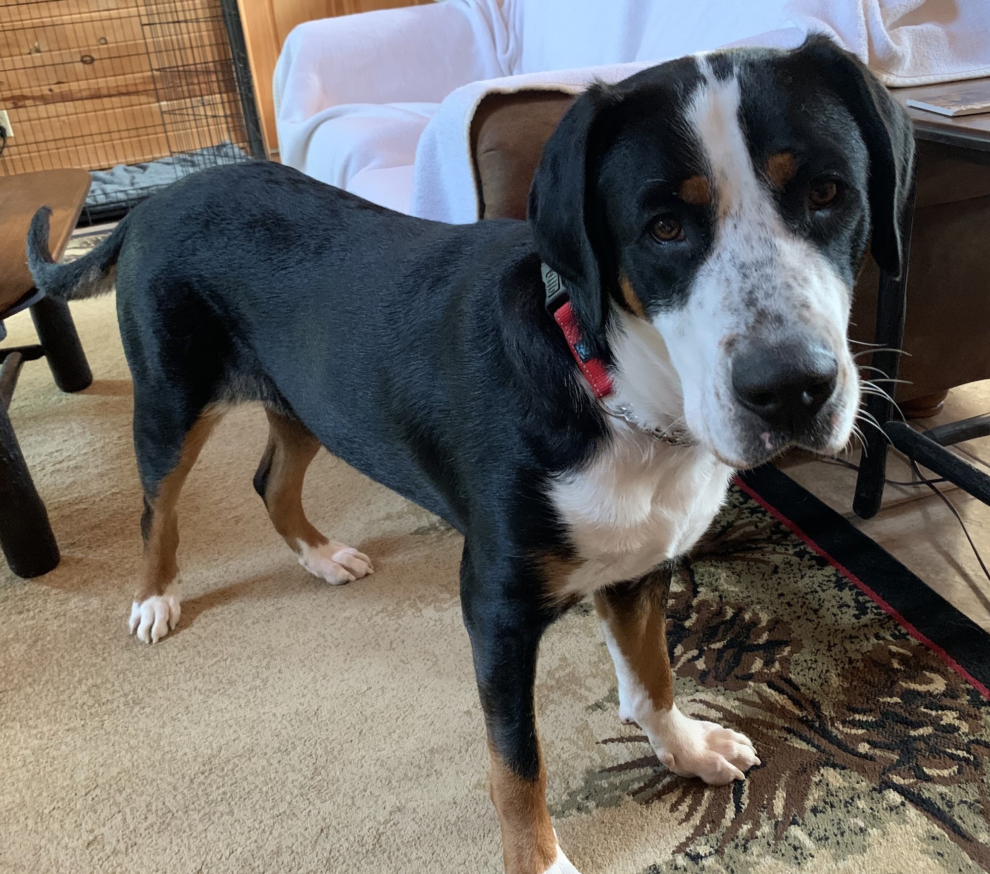 Dog Naturals Grooming & Market Branson