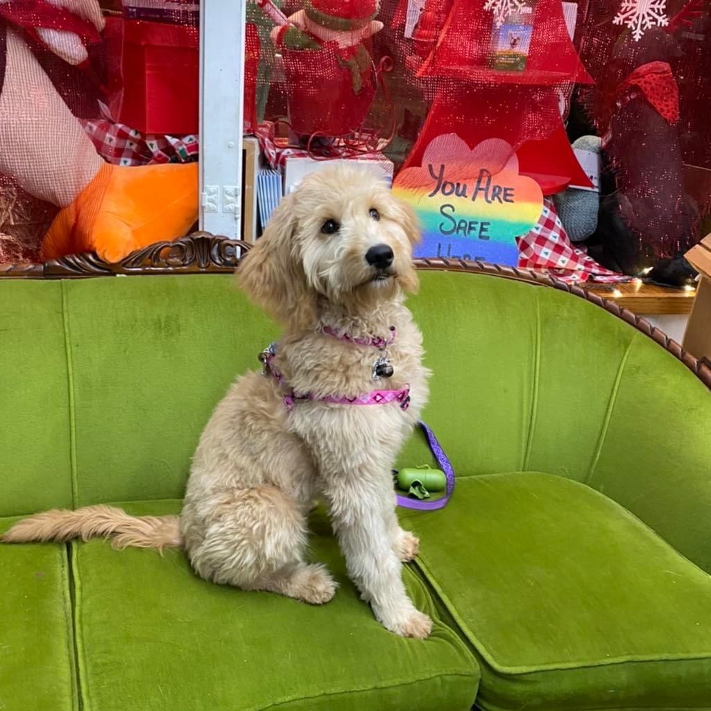 Mississippi Mutts Cape Girardeau