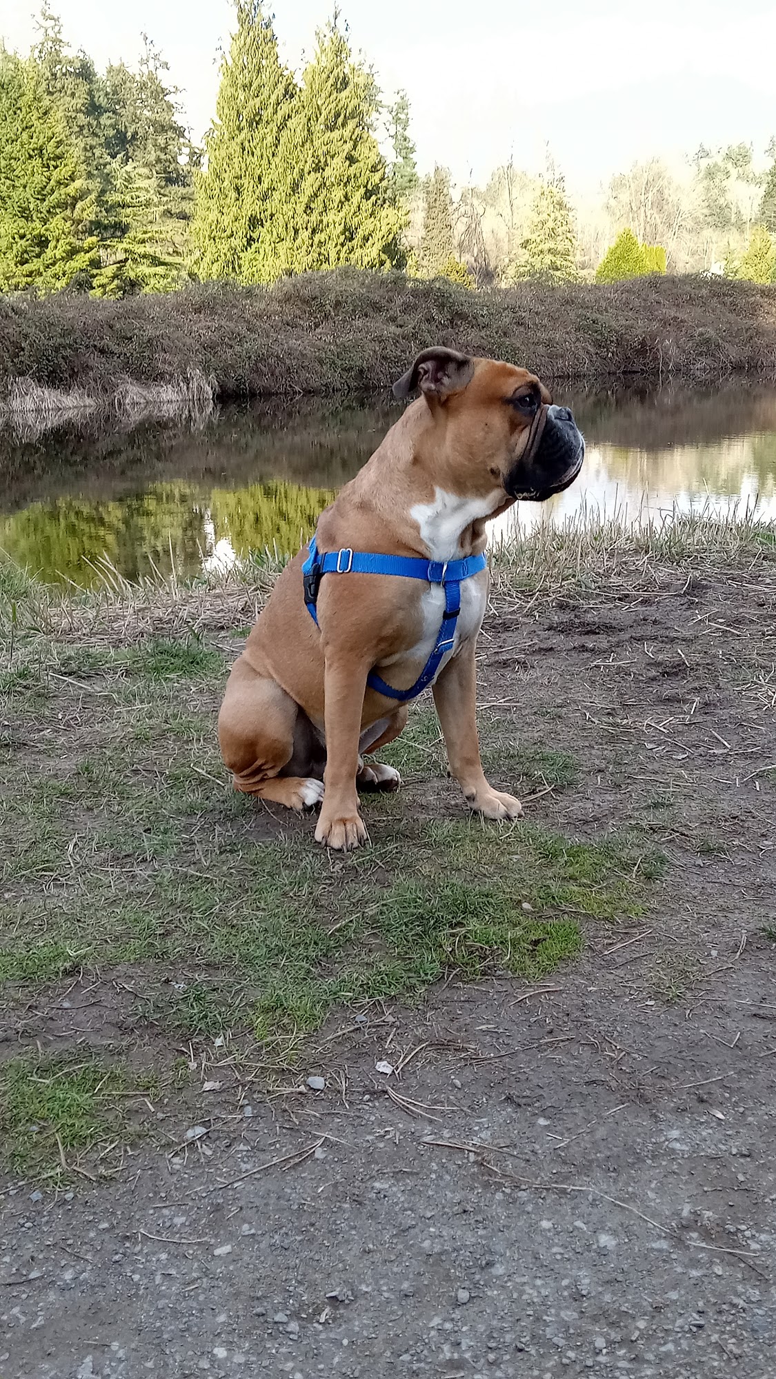 Zoes Boxer Barn Caulfield
