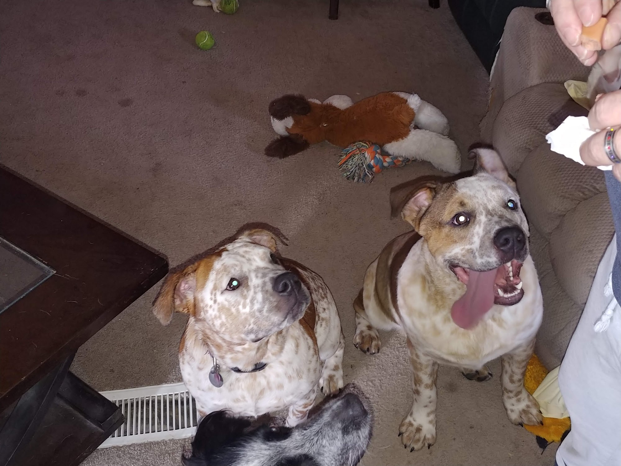 Miller's Feed & Pet Farmington