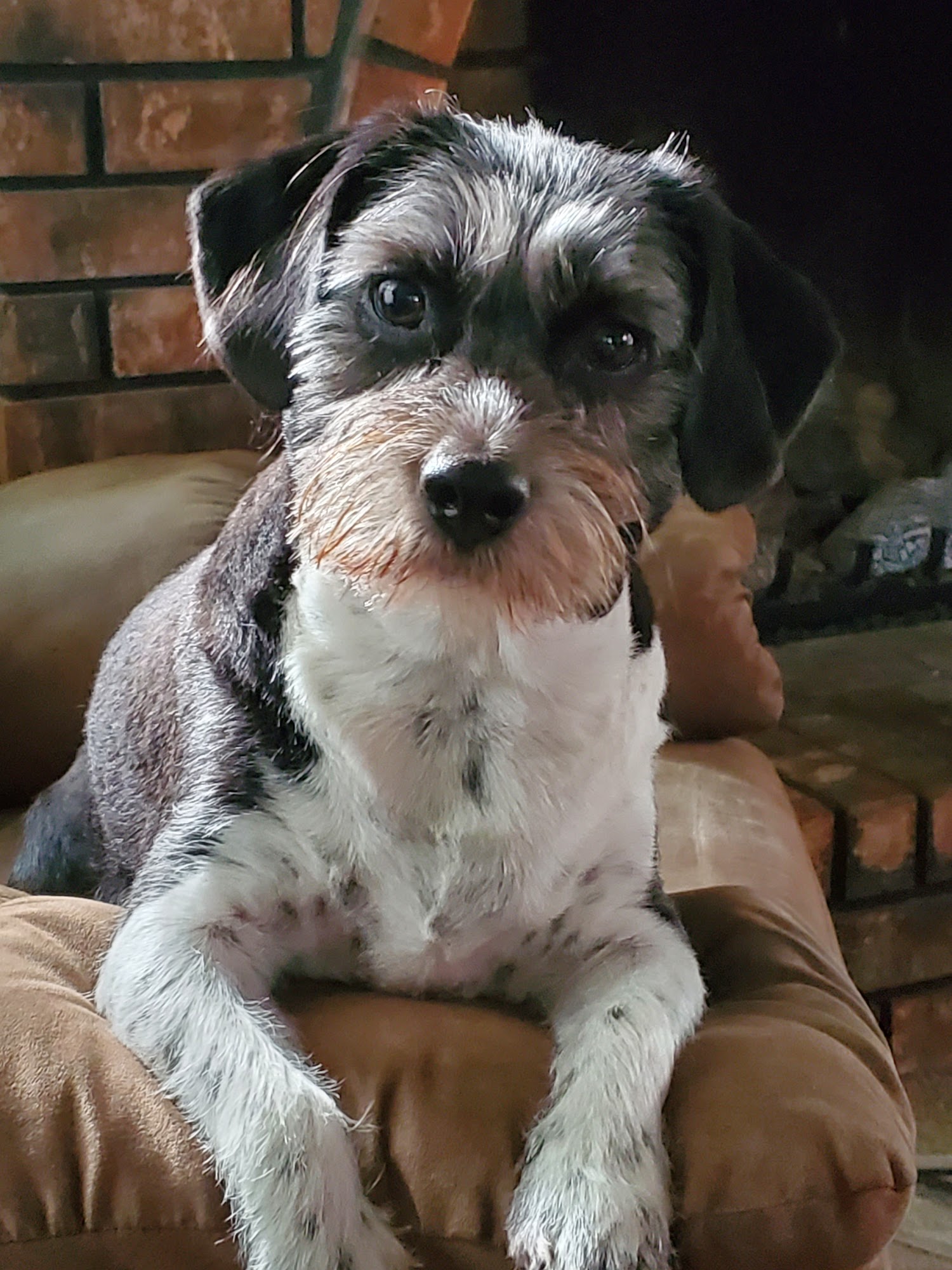 All-Breed Groom Shop Independence