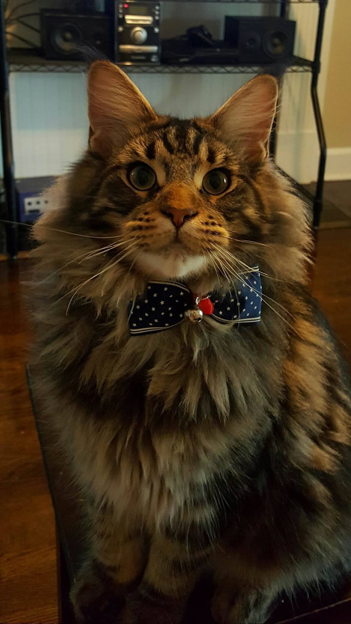 MoJo Maines Cattery Joplin