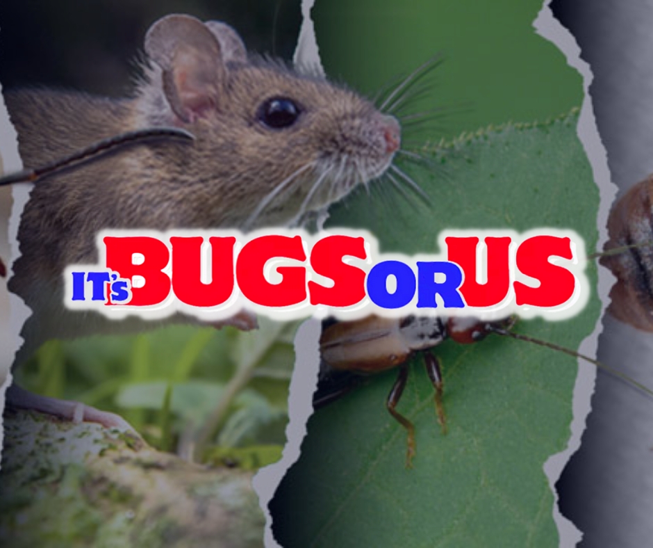 It's Bugs Or Us Pest Control - Joplin