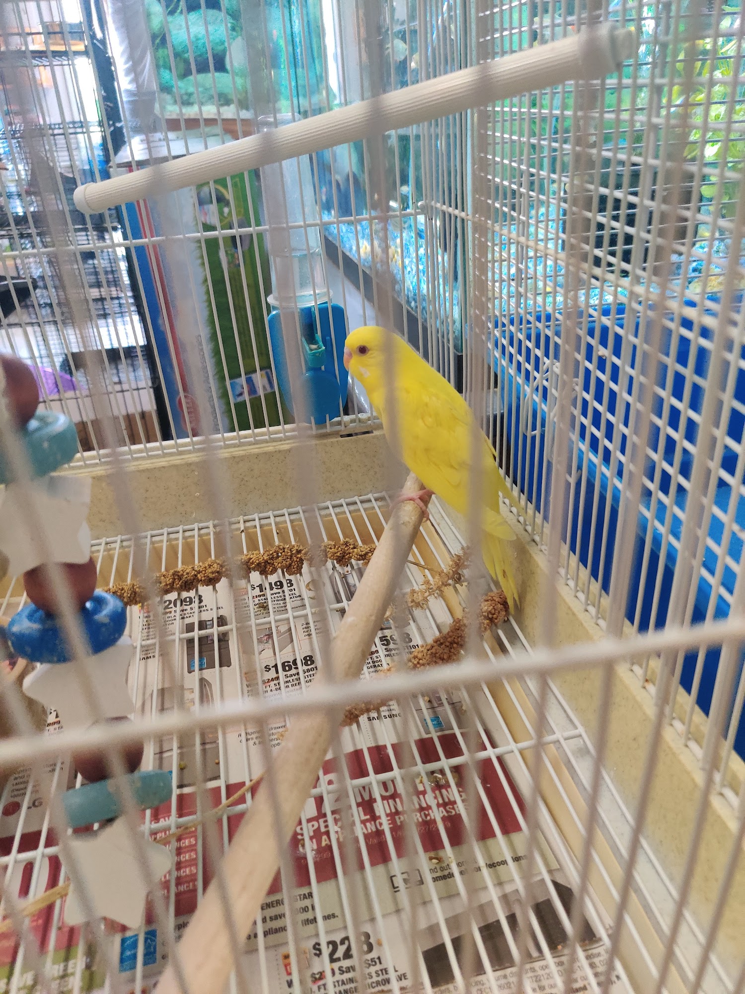 Jungle of Joys Pet Shop Kirksville