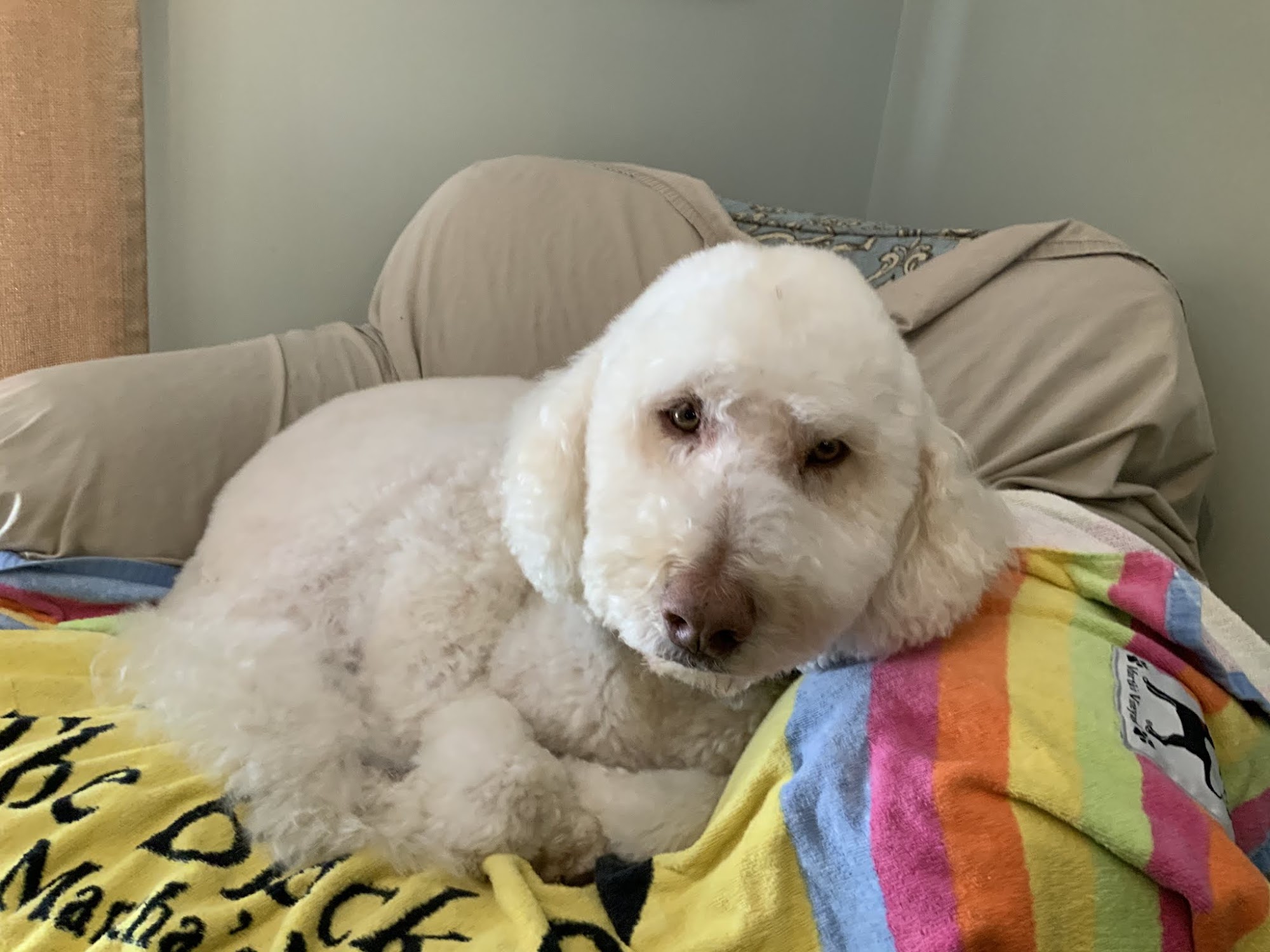 Treats Unleashed Kirkwood