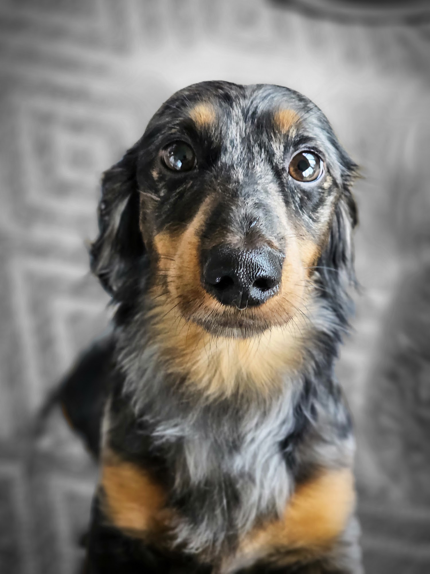 Lisa's Grooming salon and Pet boutique Mount Vernon