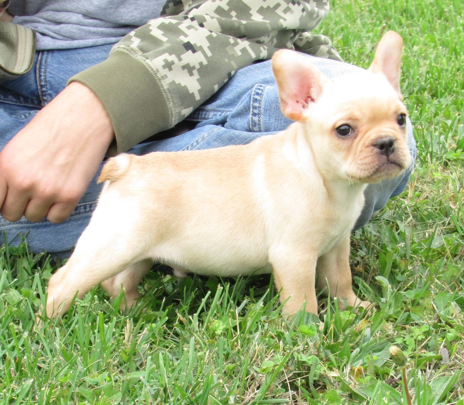 Indian Ridge Kennel Pleasant Hope