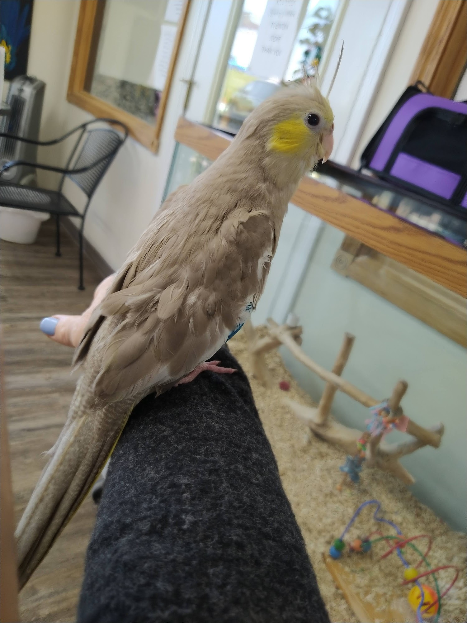 Wholesale Bird And Cage Saint Charles