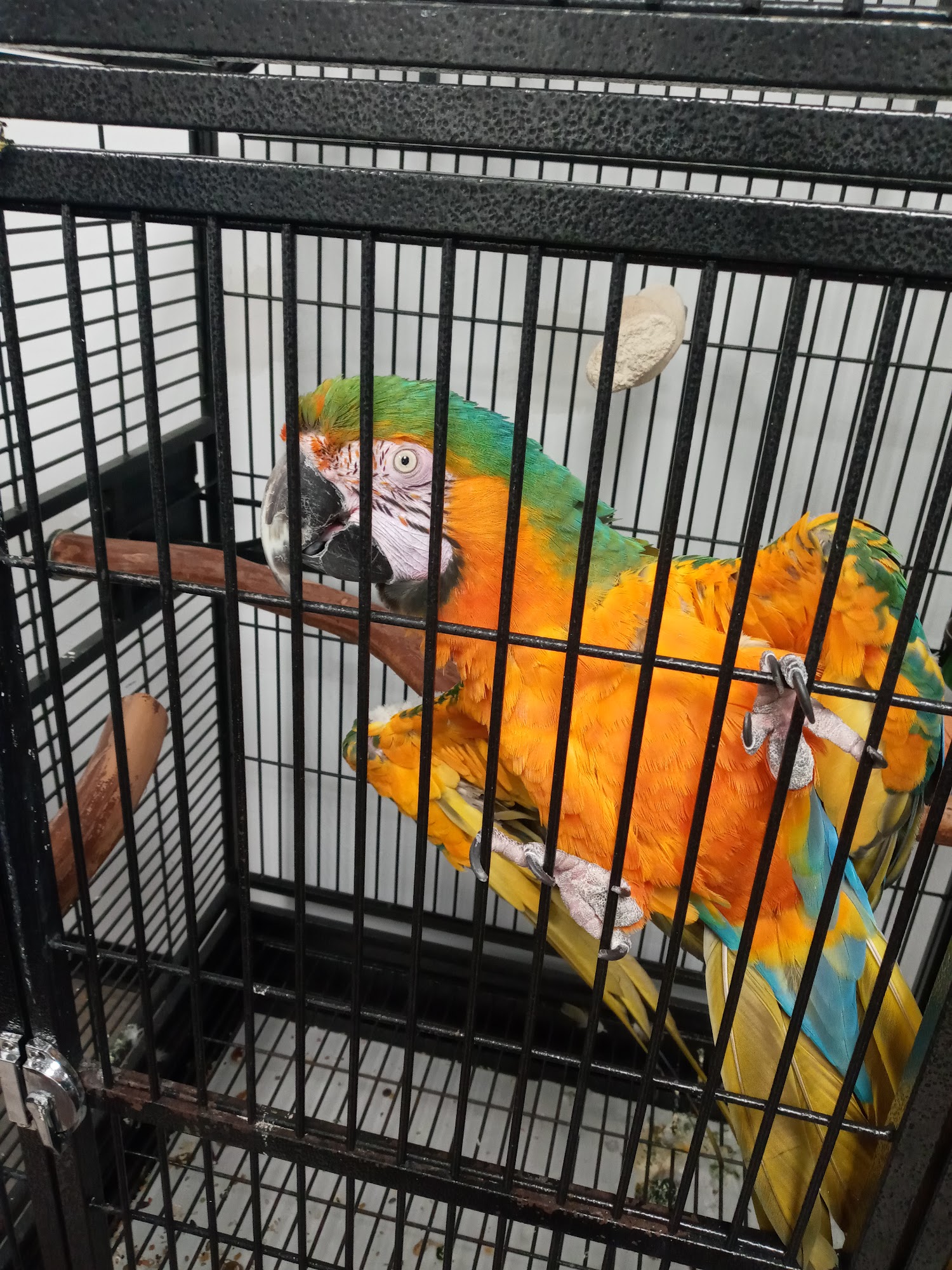 Just For Parrots Springfield