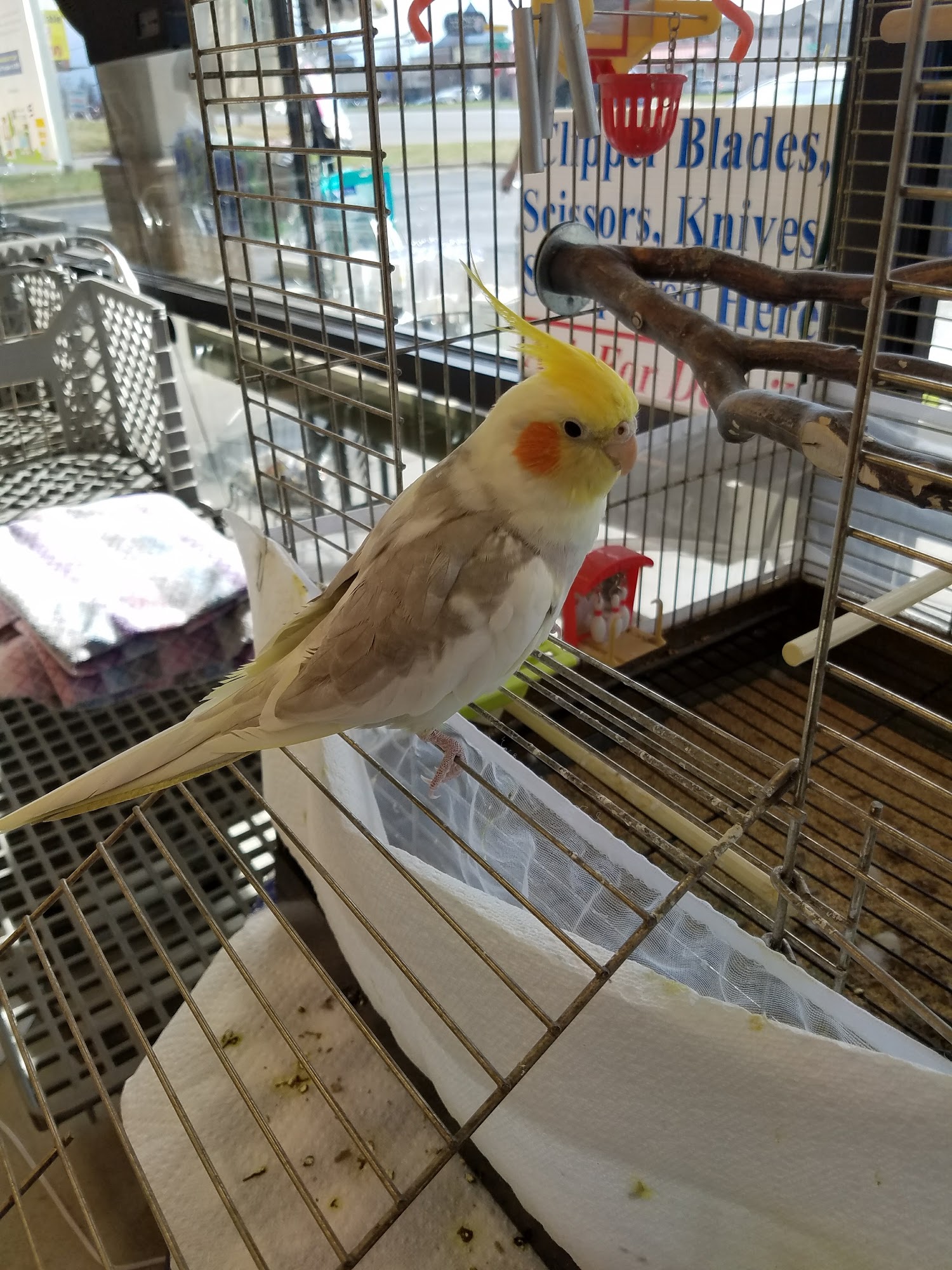 All Pet Supplies & Equine Center Springfield