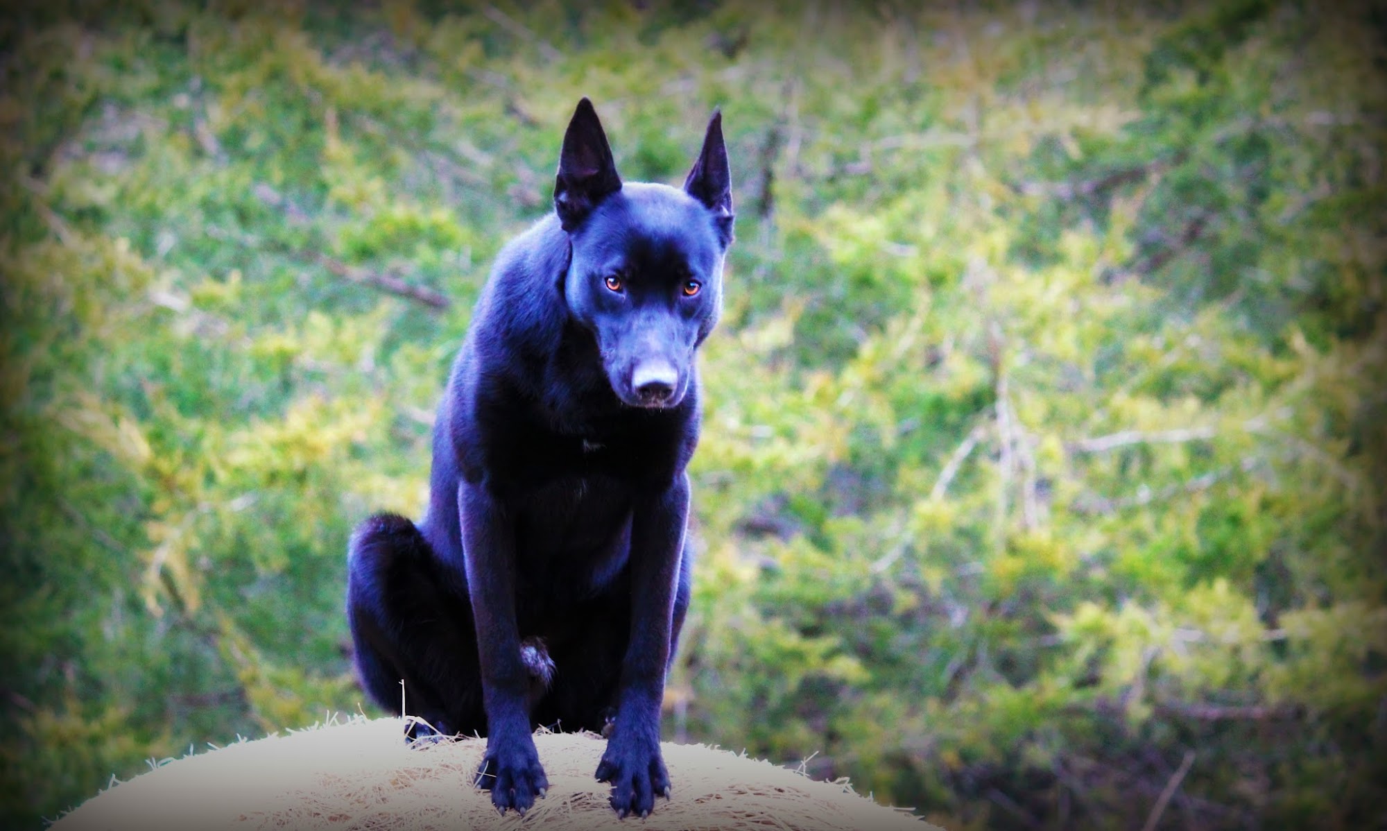 K9 Defend Springfield