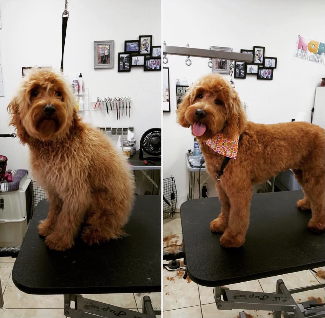 Pawfection Pet Spa Springfield