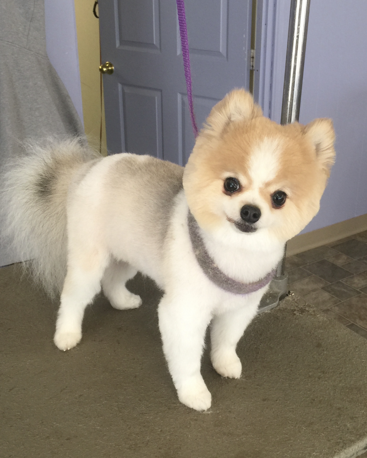 PawFection Day Spa formerly The Barker Shop St. Charles