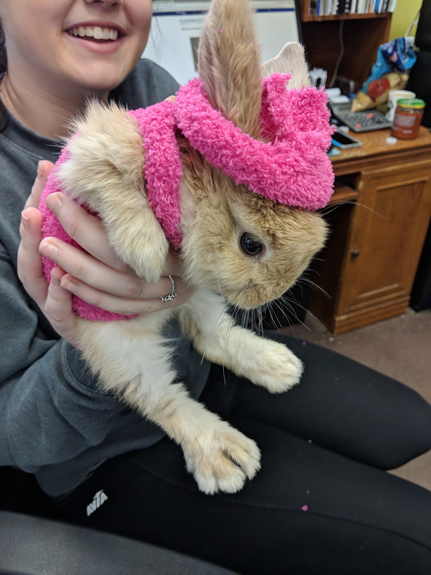 Pet Connection St. Louis