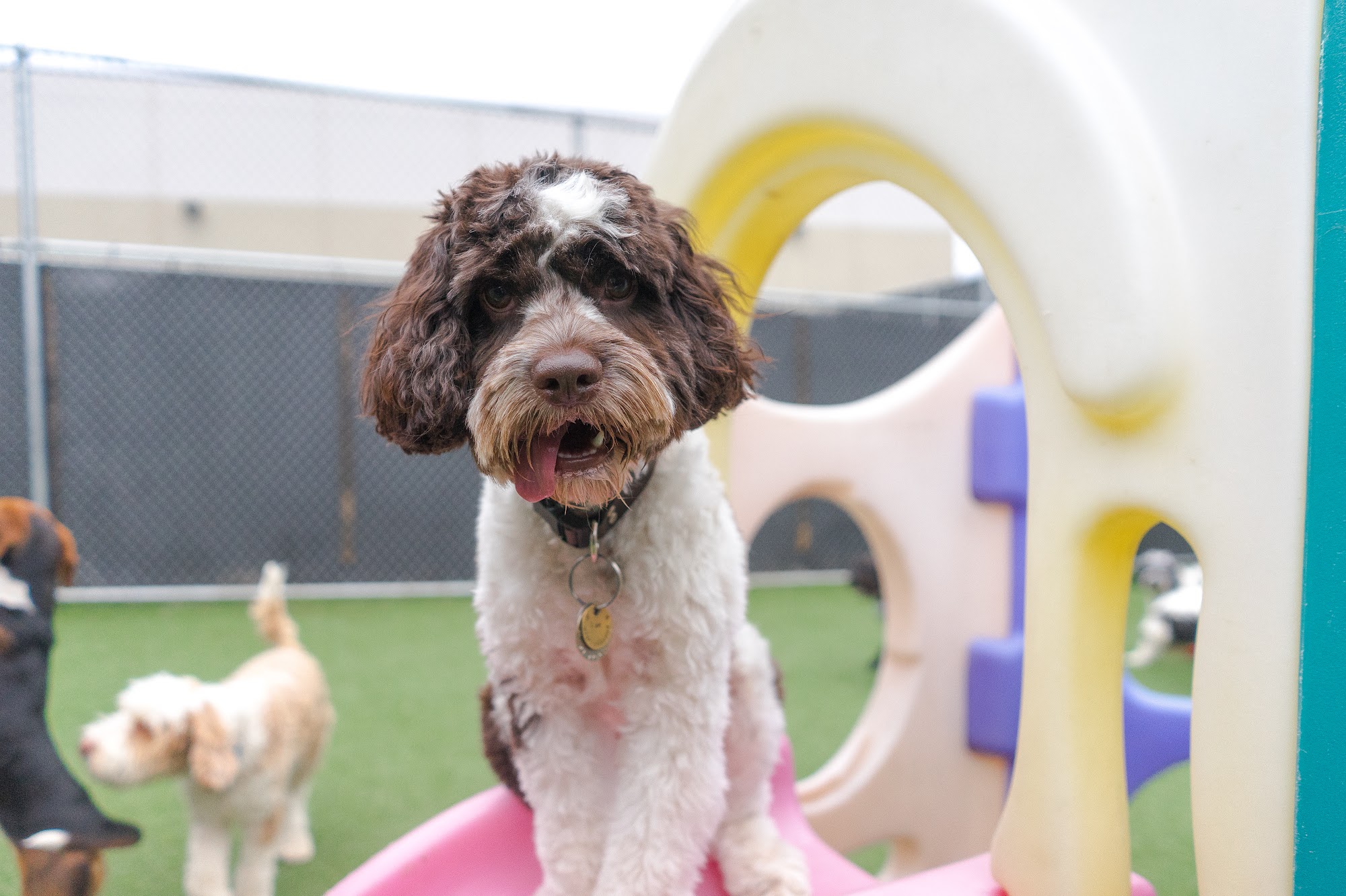 No Leash Needed St. Louis