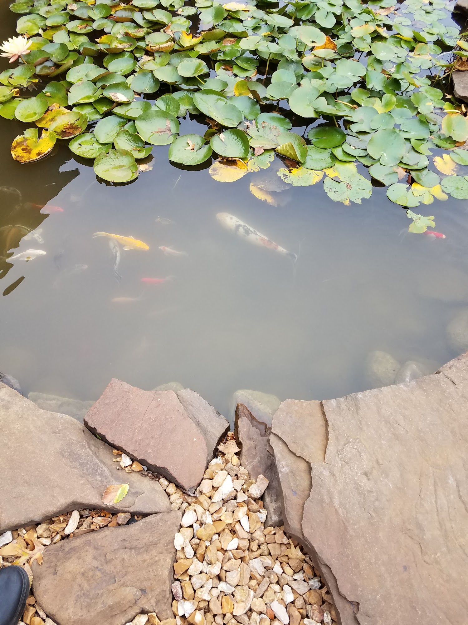 Country Pets & Ponds Warrensburg