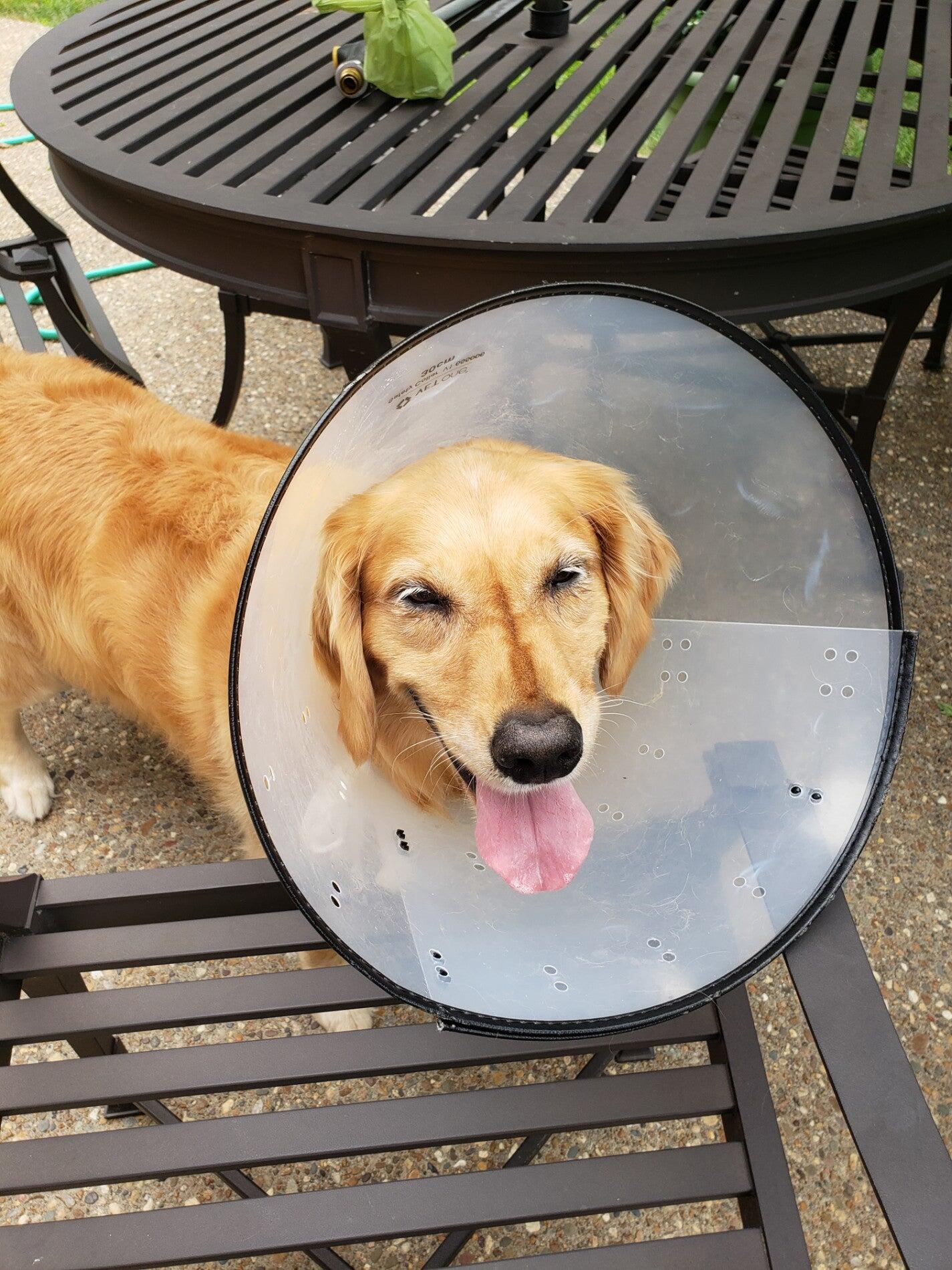 Mizzou Animal Cancer Center Wentzville