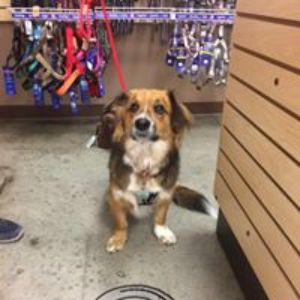 All Pet & Equine Supply West Plains