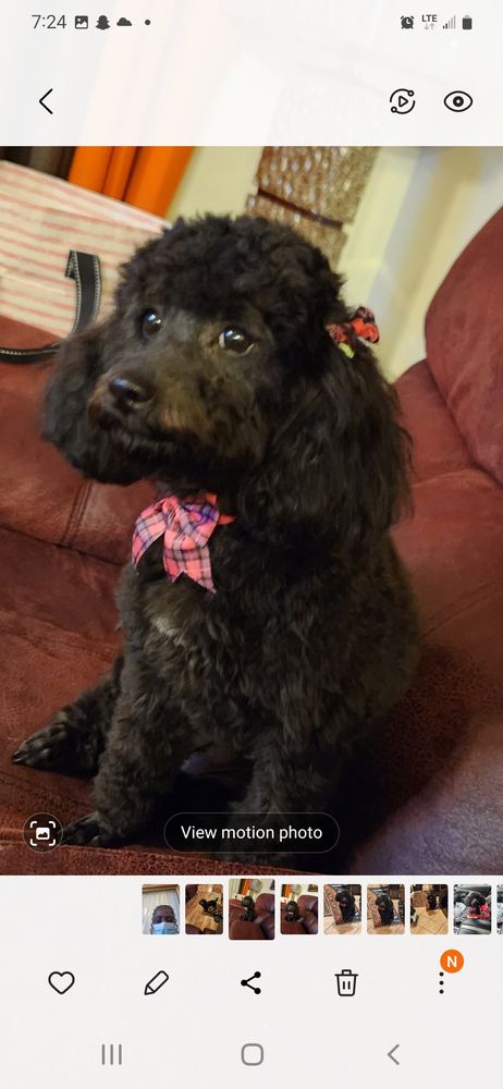 Delta Animal Services Cleveland