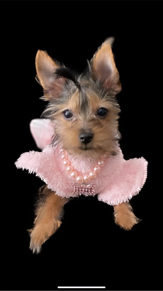 Jenny's pups Hernando