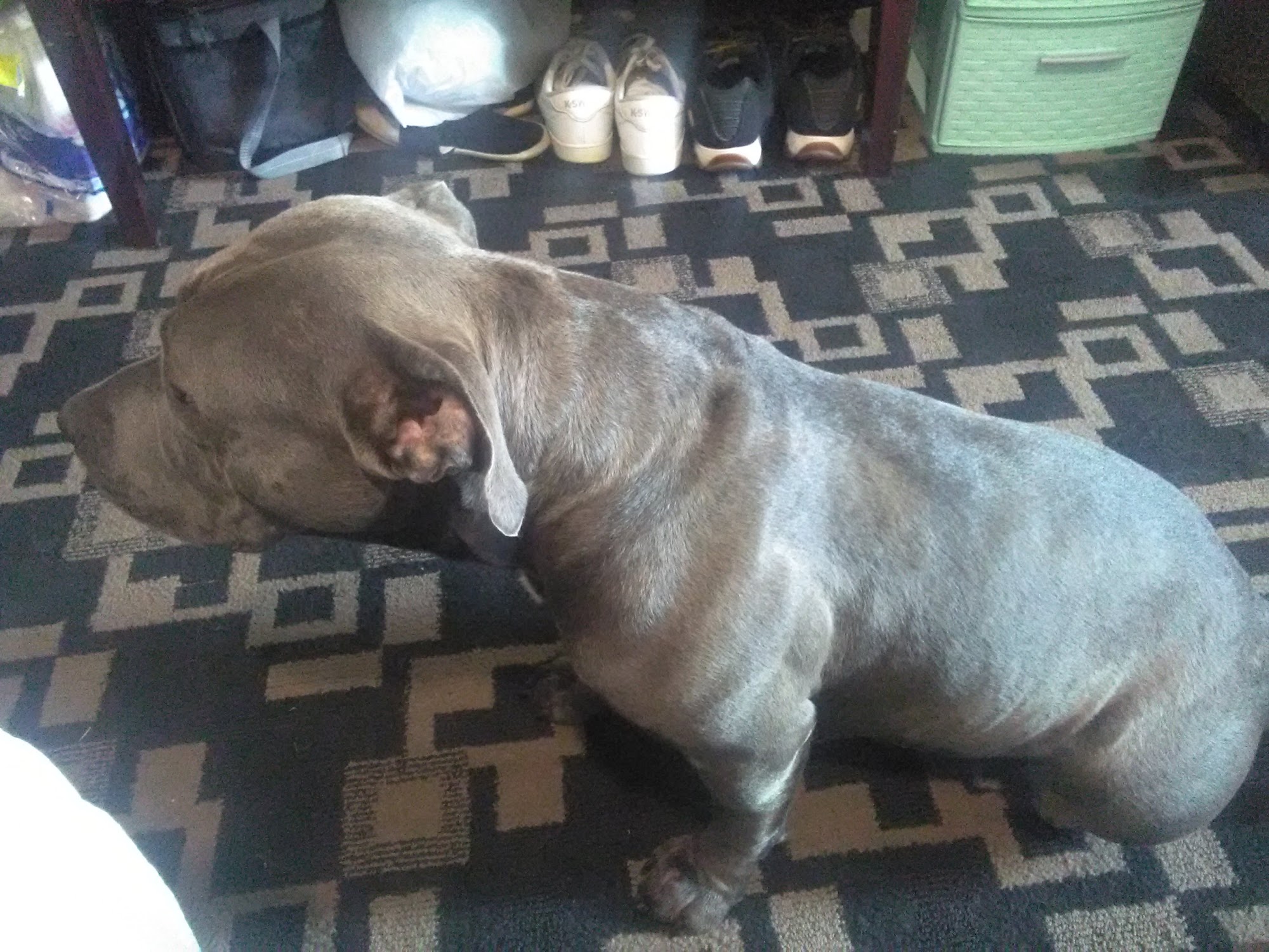 Animal Medical Supply Meridian