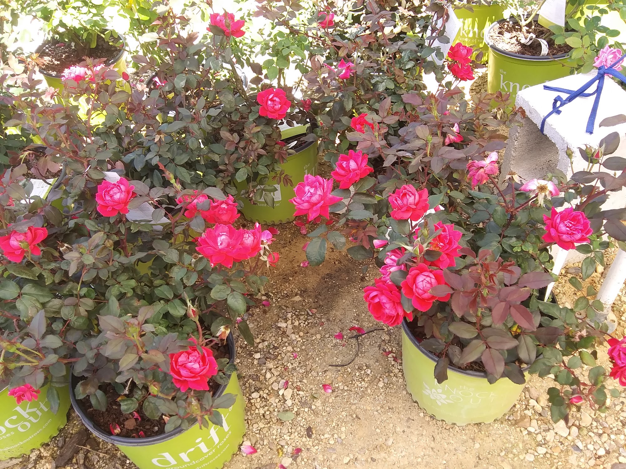 Crossroads Seed & Feed Poplarville