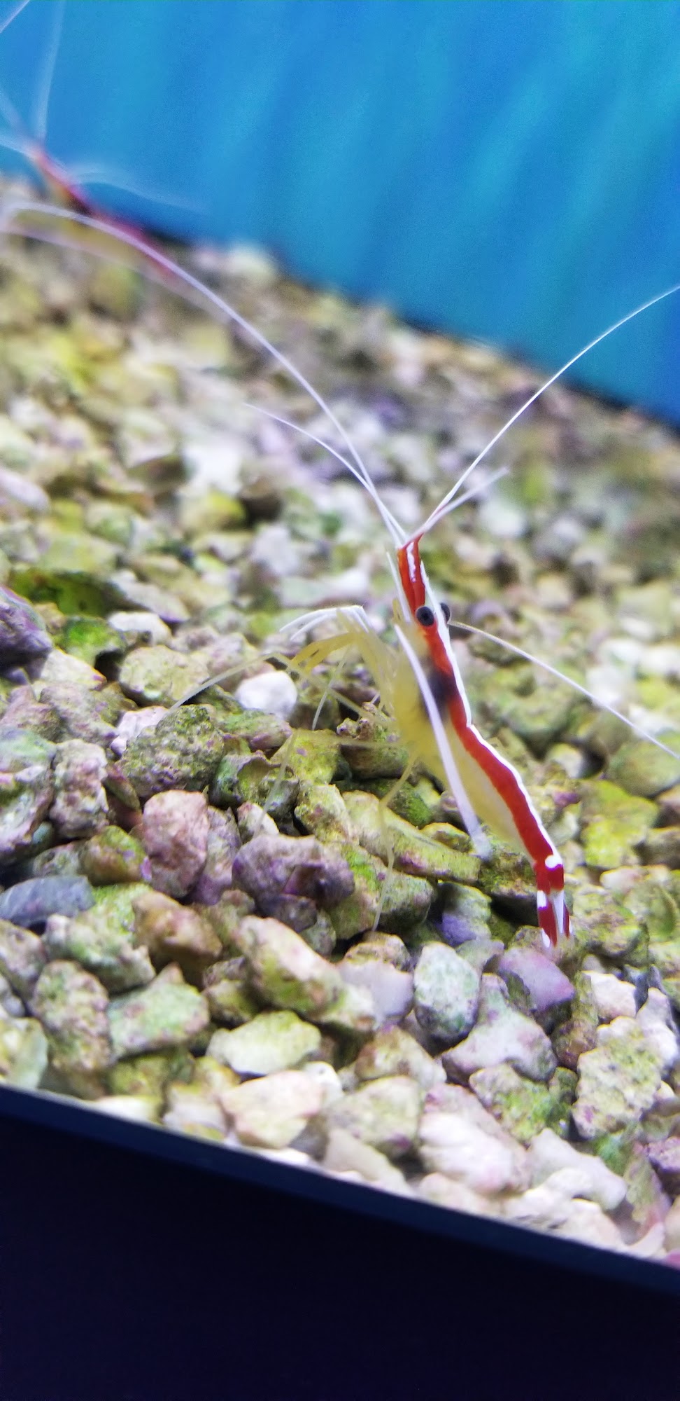 Desoto Aquatics Southaven