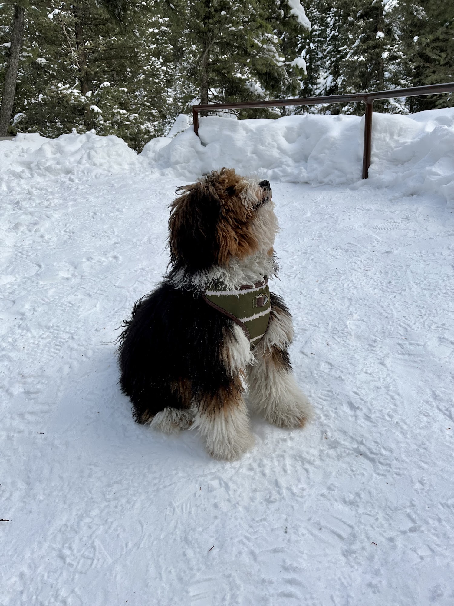 Paws & Reflect Pet Salon Billings