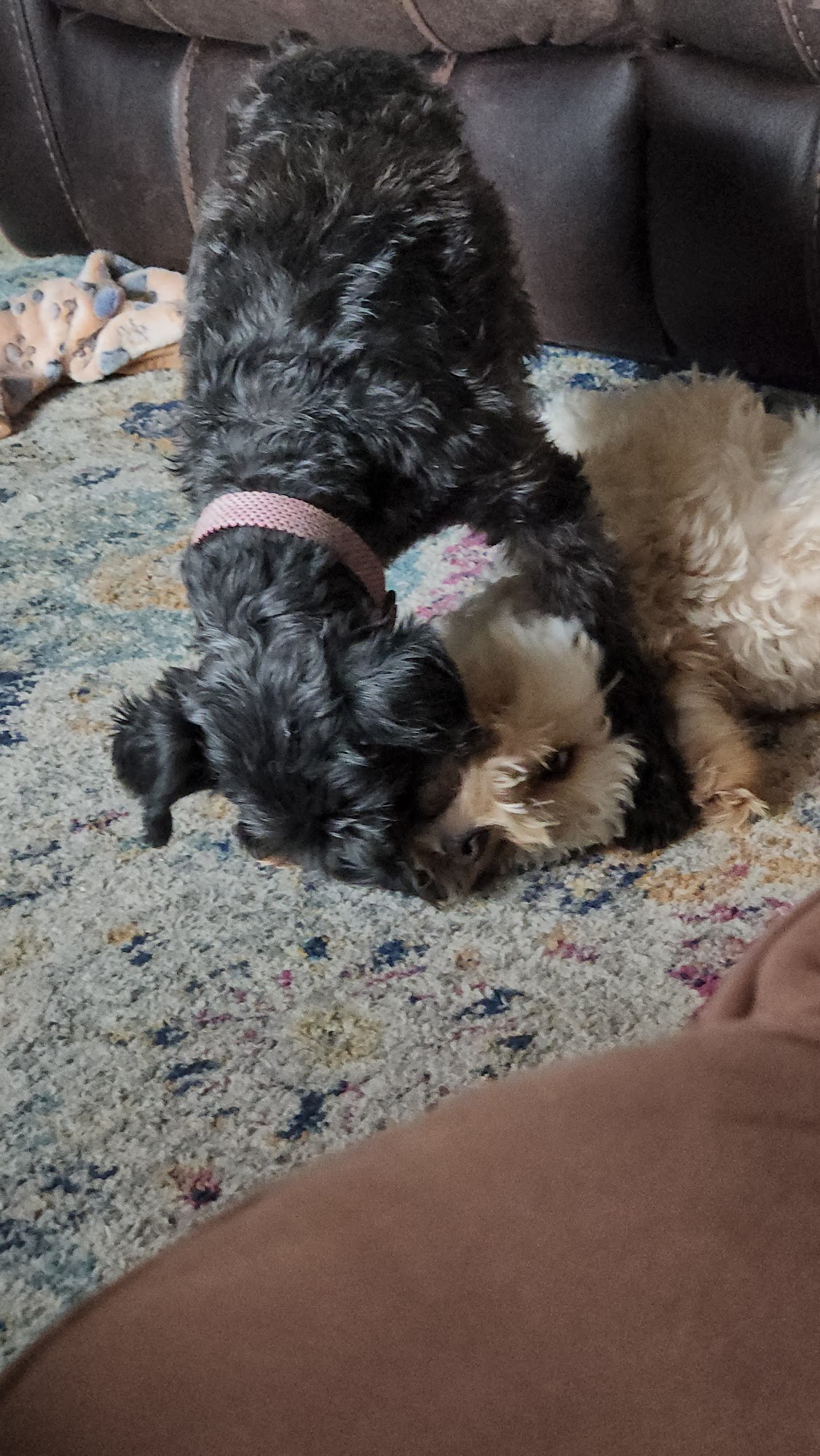 Fun & Loving Pet Resort Black Eagle